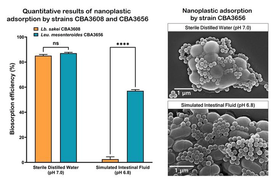 infographic mechanism of nanoplastic biosorption by kimchi lactic acid bacteria